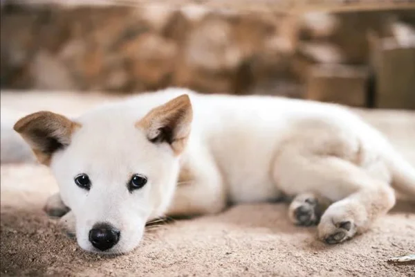 Jindo coreano