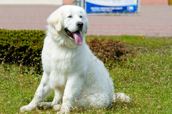 Kuvasz