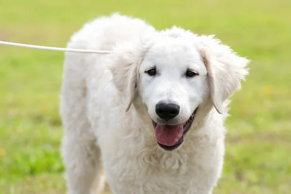 Kuvasz