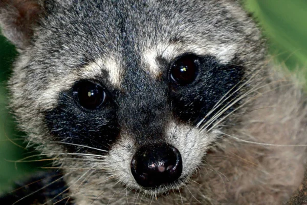 Is there a raccoon in Brazil?