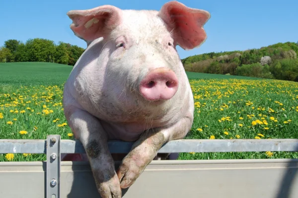 La métastrongylose chez les porcs