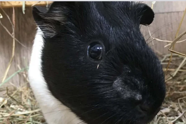 Ringworm in guinea pigs, Micose em porquinho da Índia