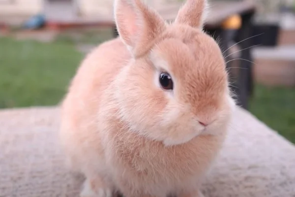 Netherland Dwarf