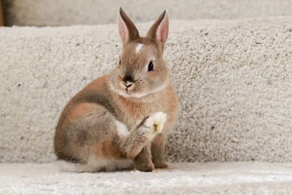 Netherland Dwarf