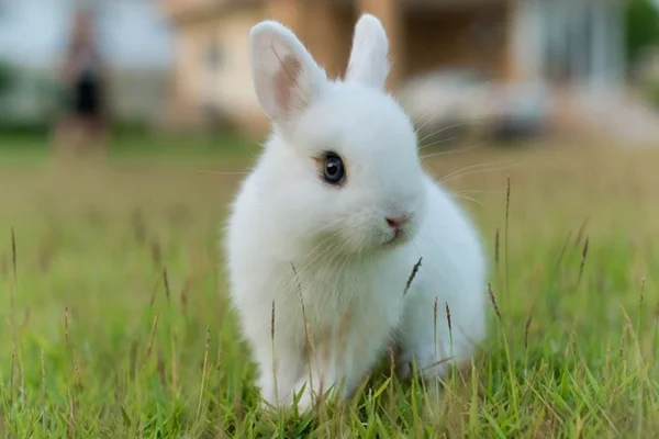 Netherland Dwarf