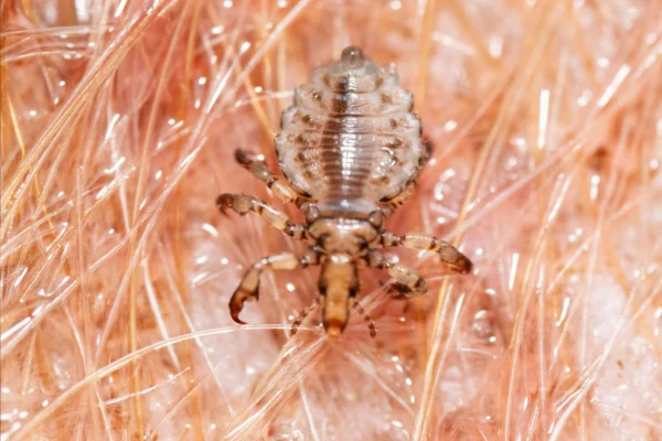 Pediculose (Haematopinus suis)