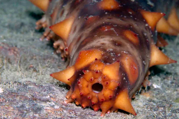 Sea cucumbers