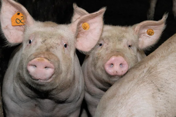 Classical Swine Fever (CSF)