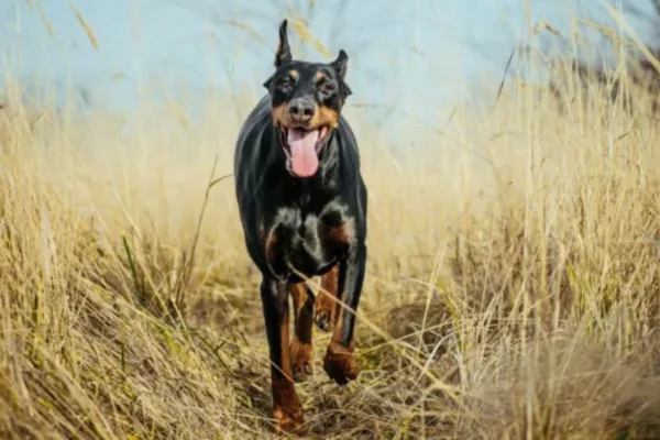 Pinscher Alemão