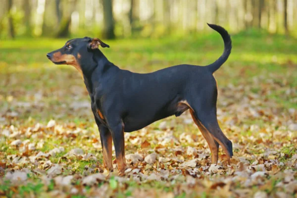 Pinscher Alemão