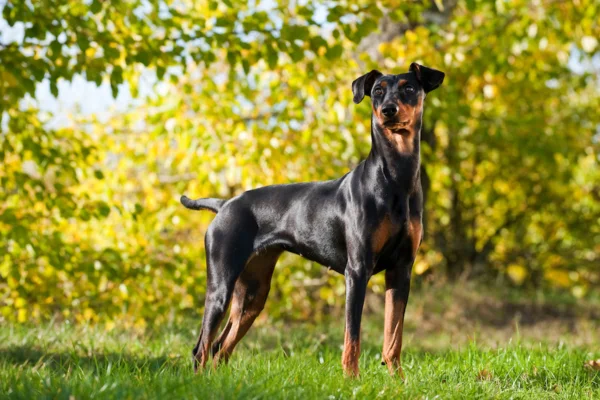 Pinscher allemand