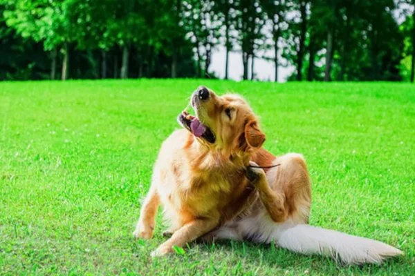 Piolhos em cachorros