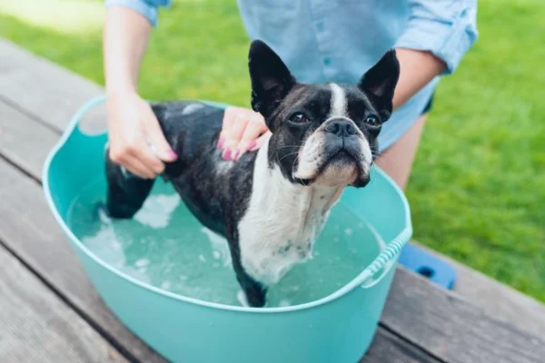 Lice on Dogs