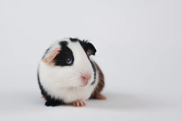 Lice on guinea pigs