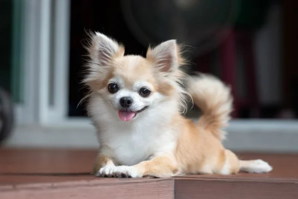 Small Dog Breed