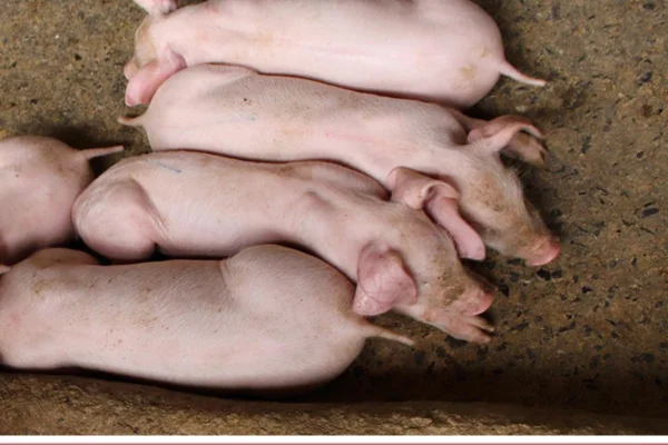 Swine Salmonellosis