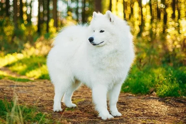 Samoyed