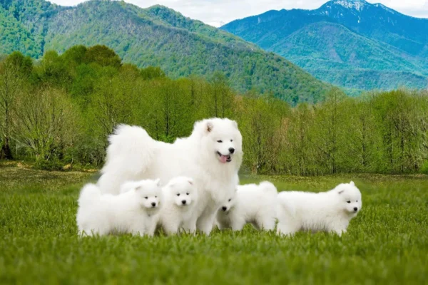 Samoyedo