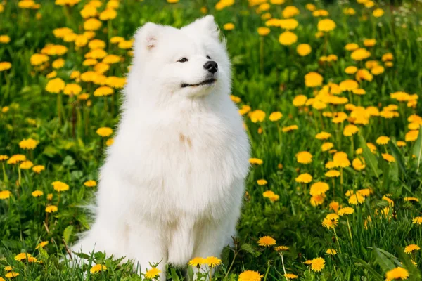 Samoyedo