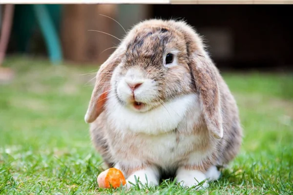 Scabies in rabbits