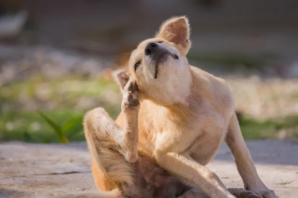 Sarna otodéctica en perros