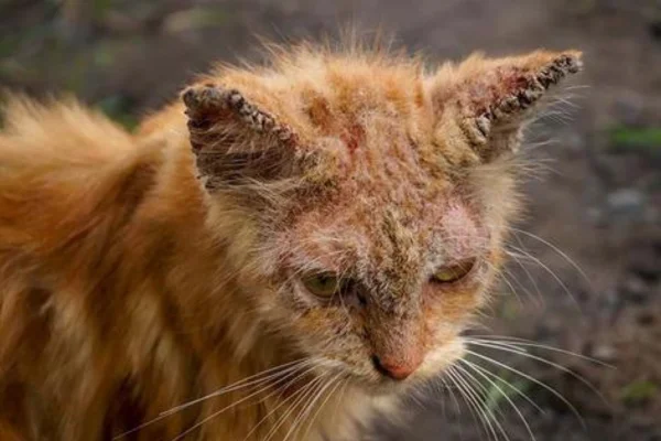 Sarcoptic mange in cats