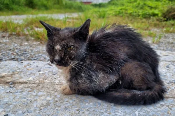 Sarna sarcóptica em gatos