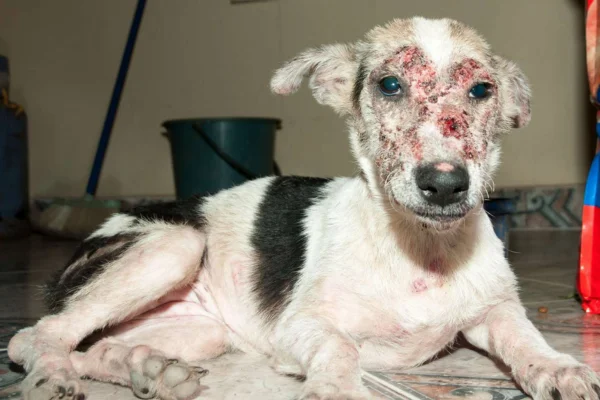 Sarcoptic mange in dogs