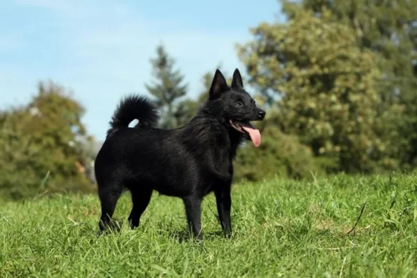 Schipperke