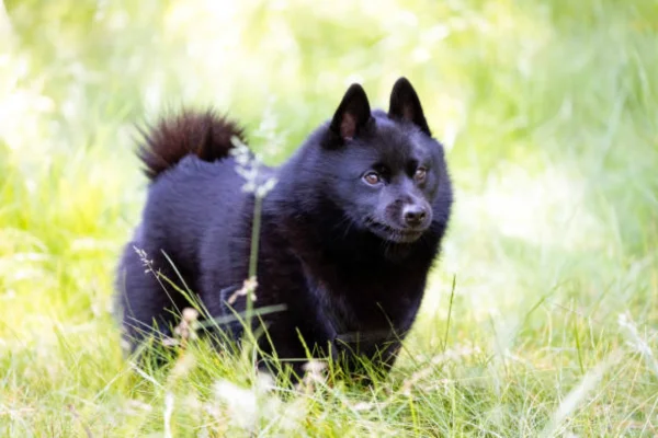 Schipperke