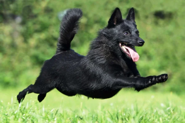 Schipperke