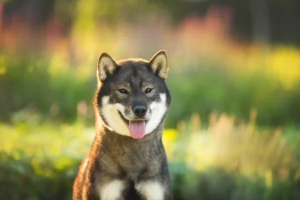 Shikoku Inu