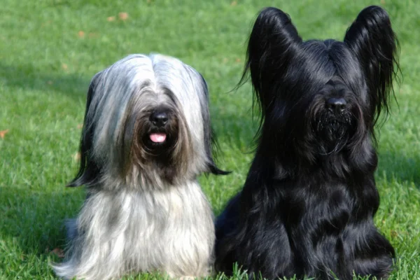 Skye terrier