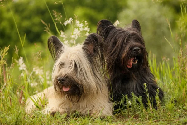 Skye terrier