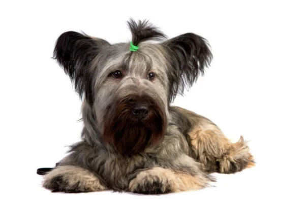 Skye terrier