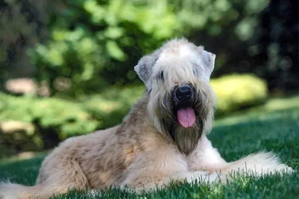 Soft coated wheaten terrier