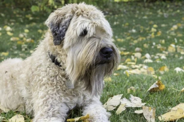 Soft coated wheaten terrier