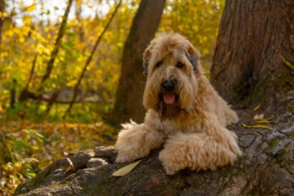 Soft coated wheaten terrier