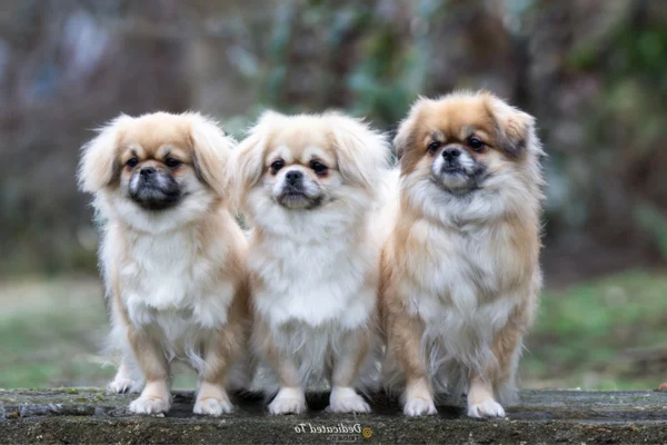 Tibetan Spaniel