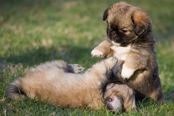 Spaniel Tibetano