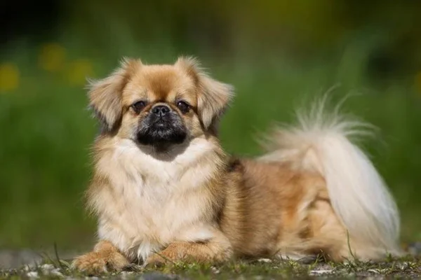 Spaniel Tibetano