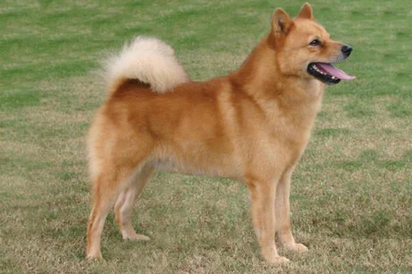 Finnish Spitz