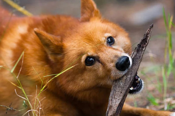 Finnish Spitz