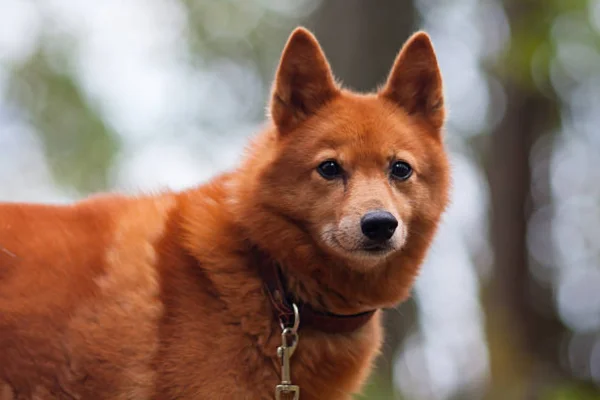 Finnish Spitz