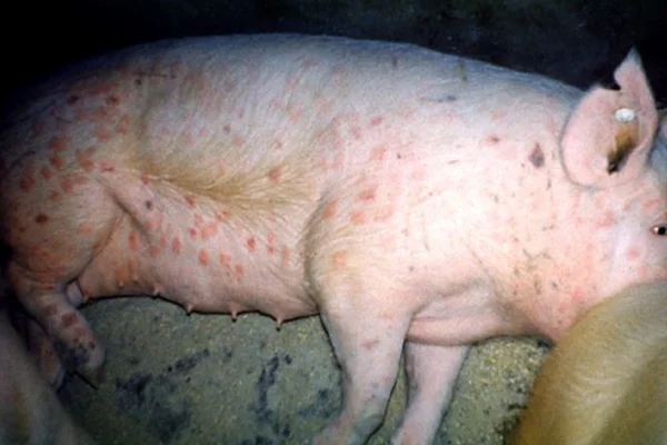 Trichuriasis in Pigs