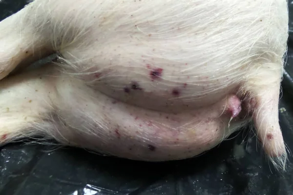 Tuberculose Suína