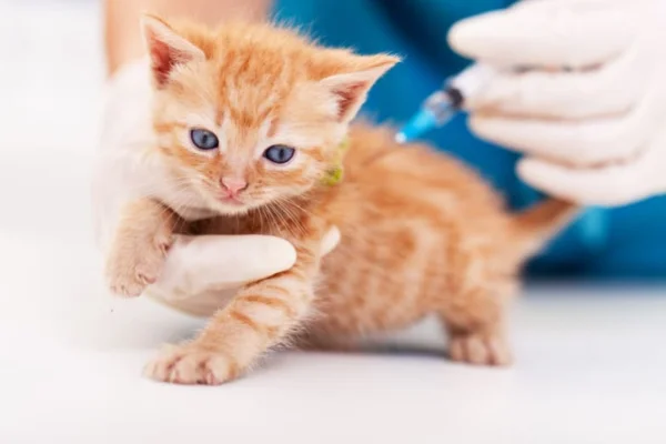 Rabies vaccine for cats