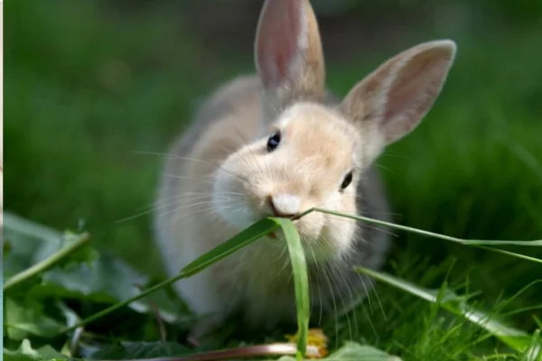 Rabbit vaccines