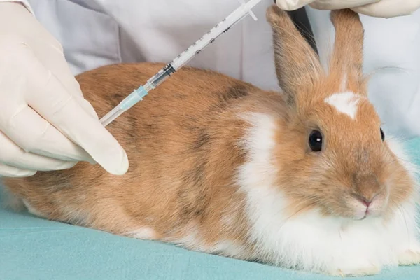 Rabbit vaccines