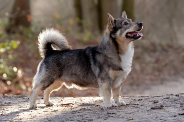 Vallhund svedese